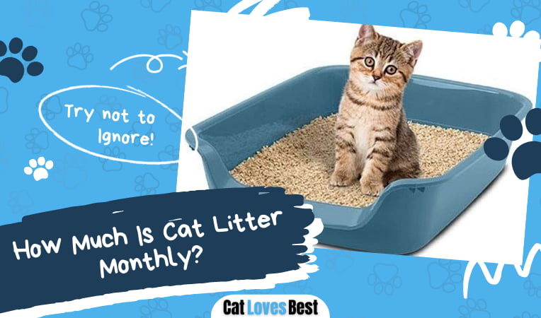 How Much Is Cat Litter Monthly