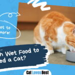 How Much Wet Food to Feed a Cat