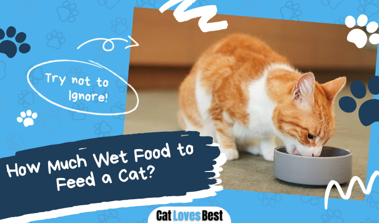 How Much Wet Food to Feed a Cat