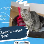 How to Clean a Litter Box