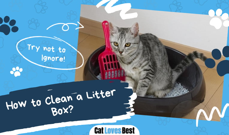 How to Clean a Litter Box
