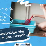 How to Neutralize the Ammonia in Cat Litter
