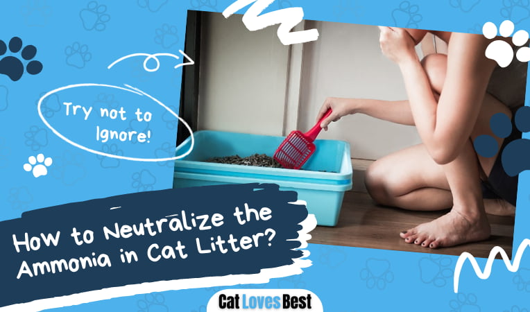 How to Neutralize the Ammonia in Cat Litter