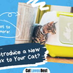 Introduce a New Litter Box to Your Cat