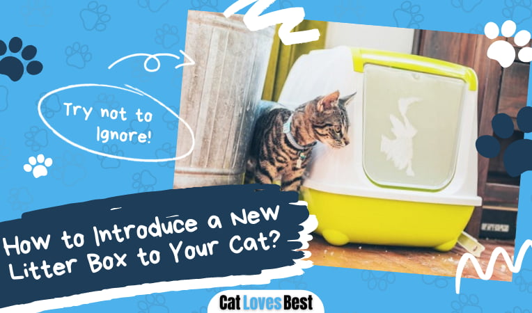 Introduce a New Litter Box to Your Cat
