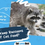 Keep Raccoons Out of Cat Food