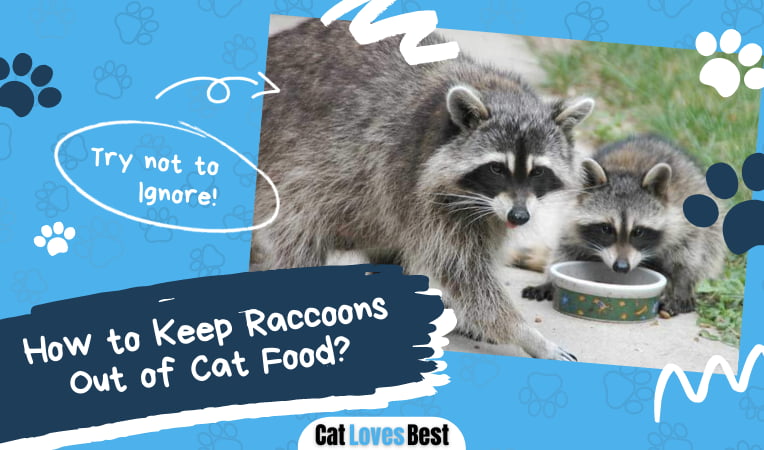 Keep Raccoons Out of Cat Food