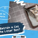 Retrain a Cat to Use the Litter Box