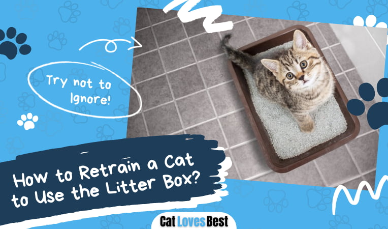 Retrain a Cat to Use the Litter Box
