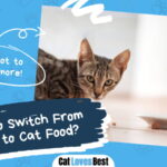 Switch From Kitten to Cat Food