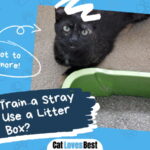 Train a Stray Cat to Use a Litter Box