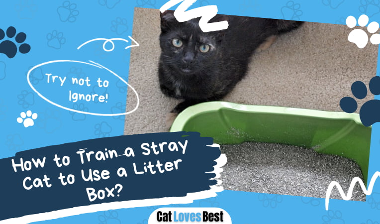Train a Stray Cat to Use a Litter Box