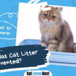When Was Cat Litter Invented