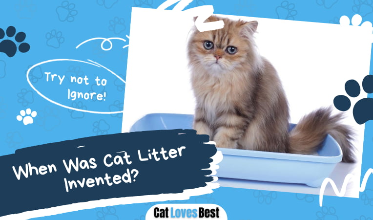 When Was Cat Litter Invented