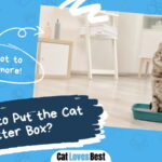 Where to Put the Cat Litter Box
