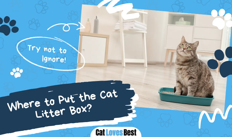 Where to Put the Cat Litter Box