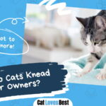 Why Do Cats Knead Their Owners