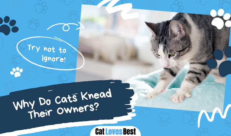 Why Do Cats Knead Their Owners