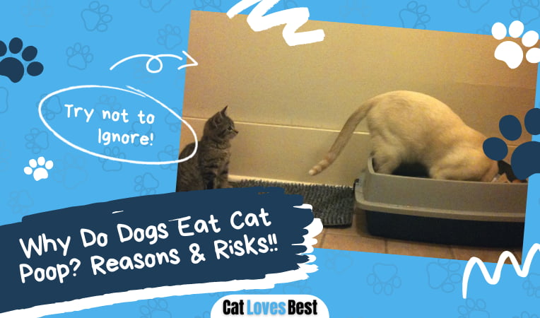 Why Do Dogs Eat Cat Poop