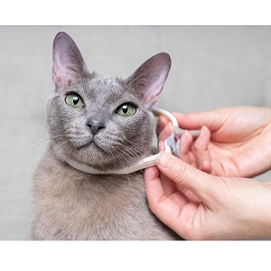 Adams Plus Flea and Tick Collar for Cat