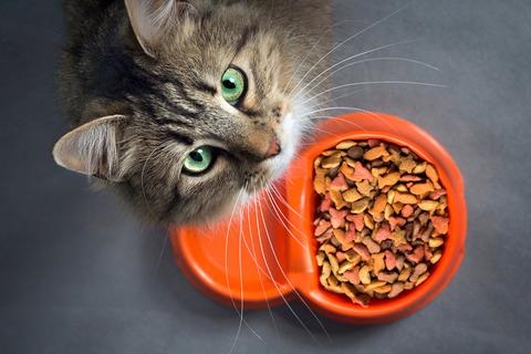ash content in cat food