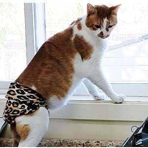 barkerwear cat diapers