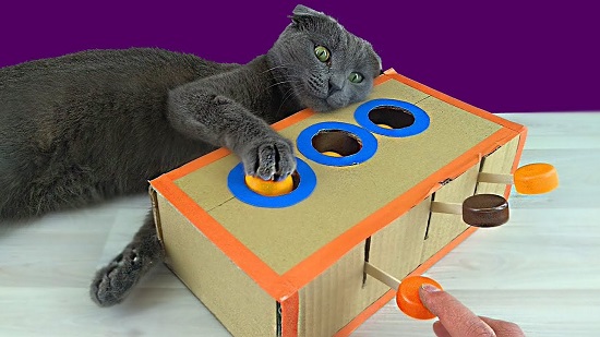 cardboard cat toys