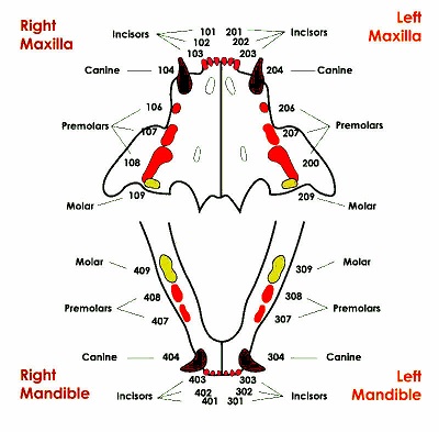cat age based on cat teeth diagram