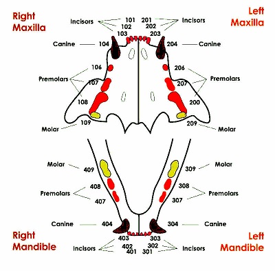 cat age based on cat teeth diagram