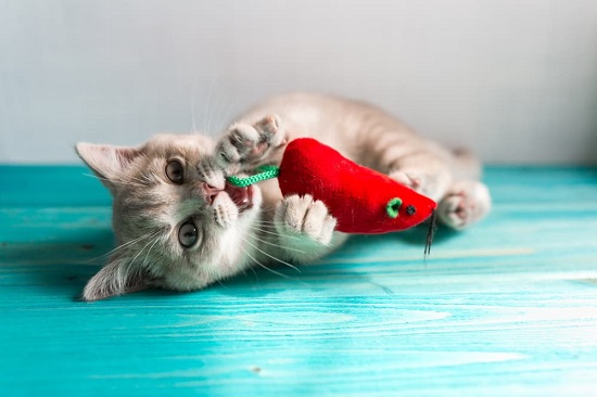 cat dental chews toys