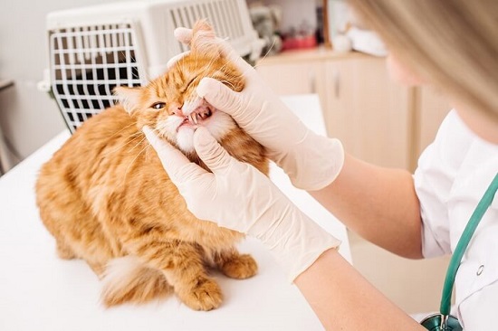 cat dental cleaning cost
