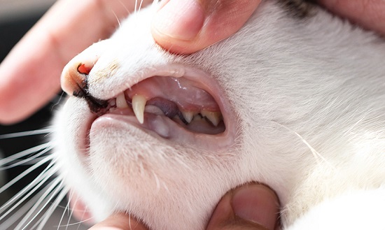 cat grind teeth