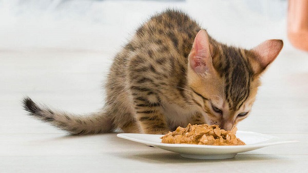 cat grinding teeth