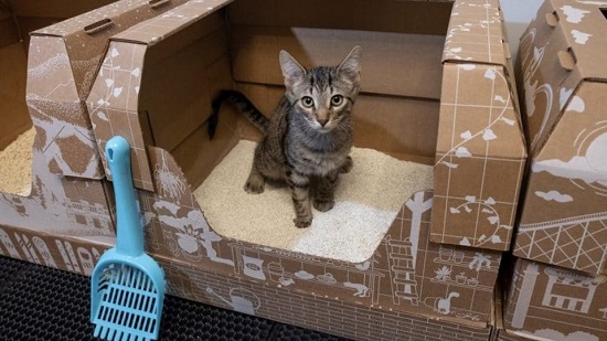 cat litter box enclosure