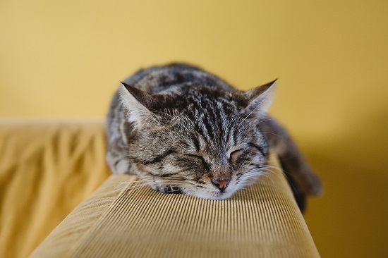 cat loaf position