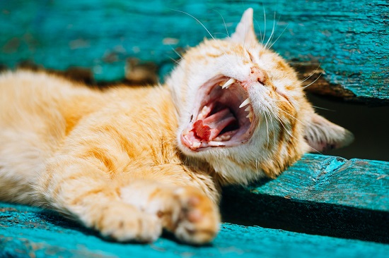 cat losing a tooth