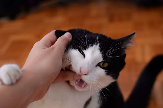 cat rubbing teeth on me
