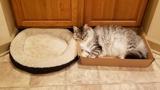 cat sleeping in box