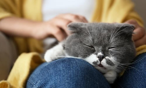 cat sleeps on my chest