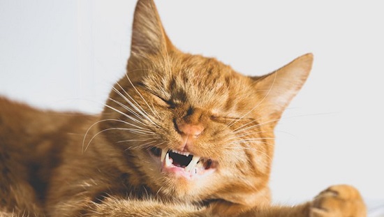 cat teeth cavitites