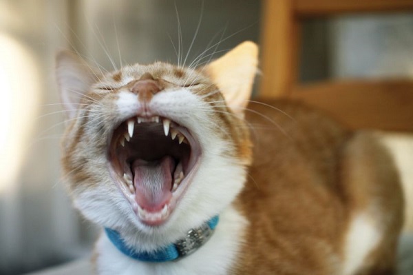 cat teeth cleaning cost