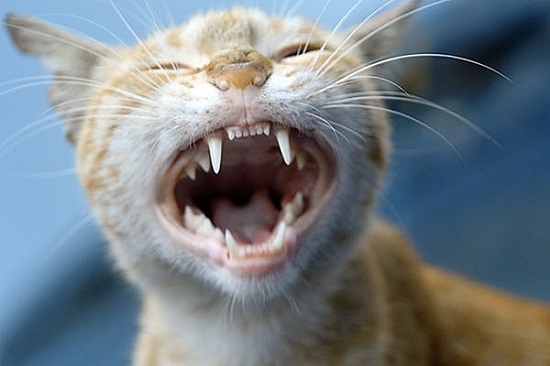 cat teeth facts