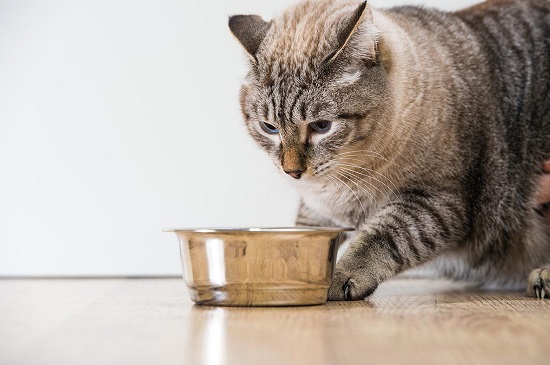 cat trying to bury food