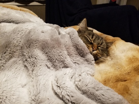 cat tucked in bed