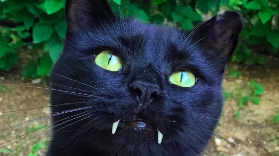 cat with long fangs