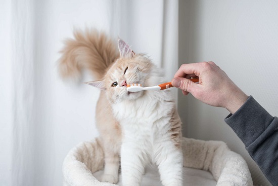 cats front teeth cleaning