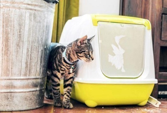 change cat litter box location