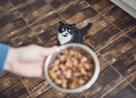 corn gluten meal in cat food