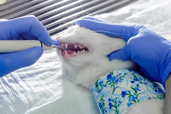 cost of cat dental cleaning