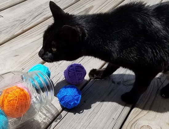 DIY cat toys from yarn